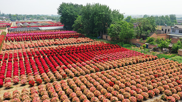 月季花海4.jpg