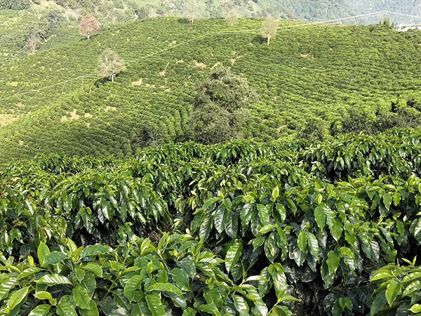 图片1 咖啡种植基地.JPG