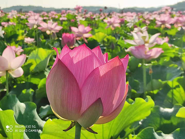 荷花基地2.jpg