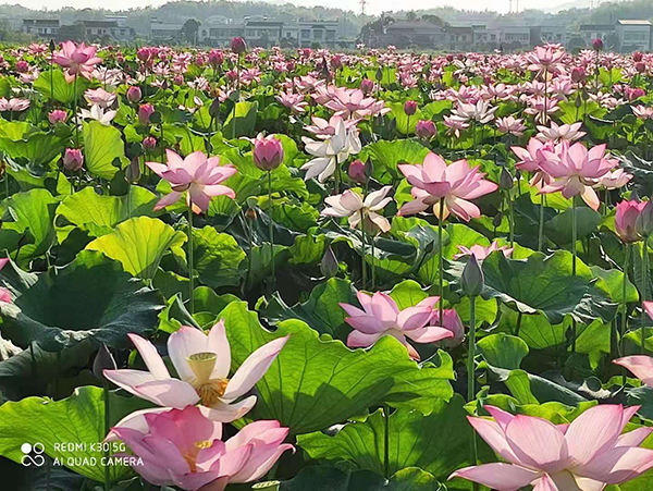 荷花基地3.jpg