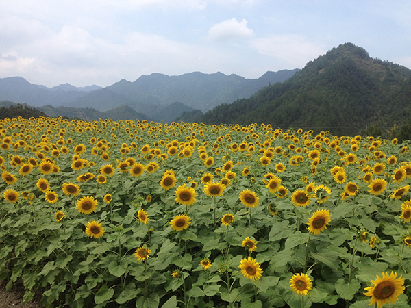 葵花美景.jpg