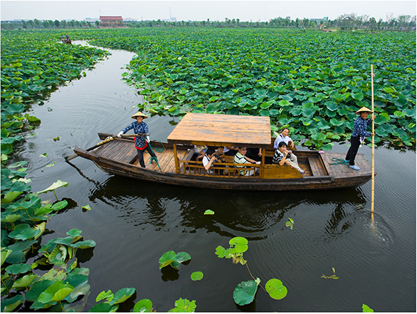 荷塘月色湿地公园摇橹船.jpg