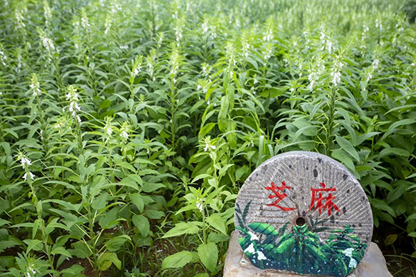 芝麻种植.jpg